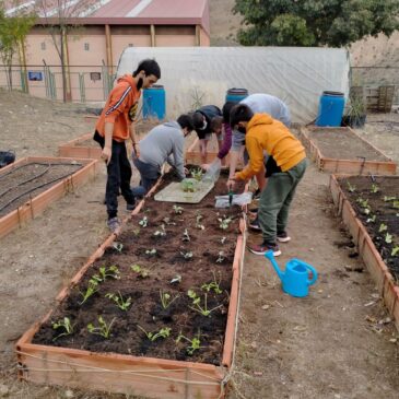 Huerta de invierno en marcha – Lechuga, brócoli, col, cebolla, romanescu, acelgas, apio, zanahoria y escarola