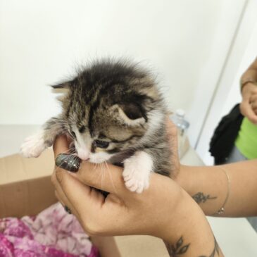 Charla de concienciación contra el abandono y maltrato animal
